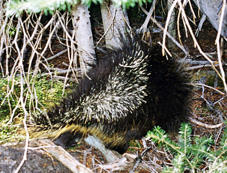 Removing Porcupine Quills From Cattle Countryside